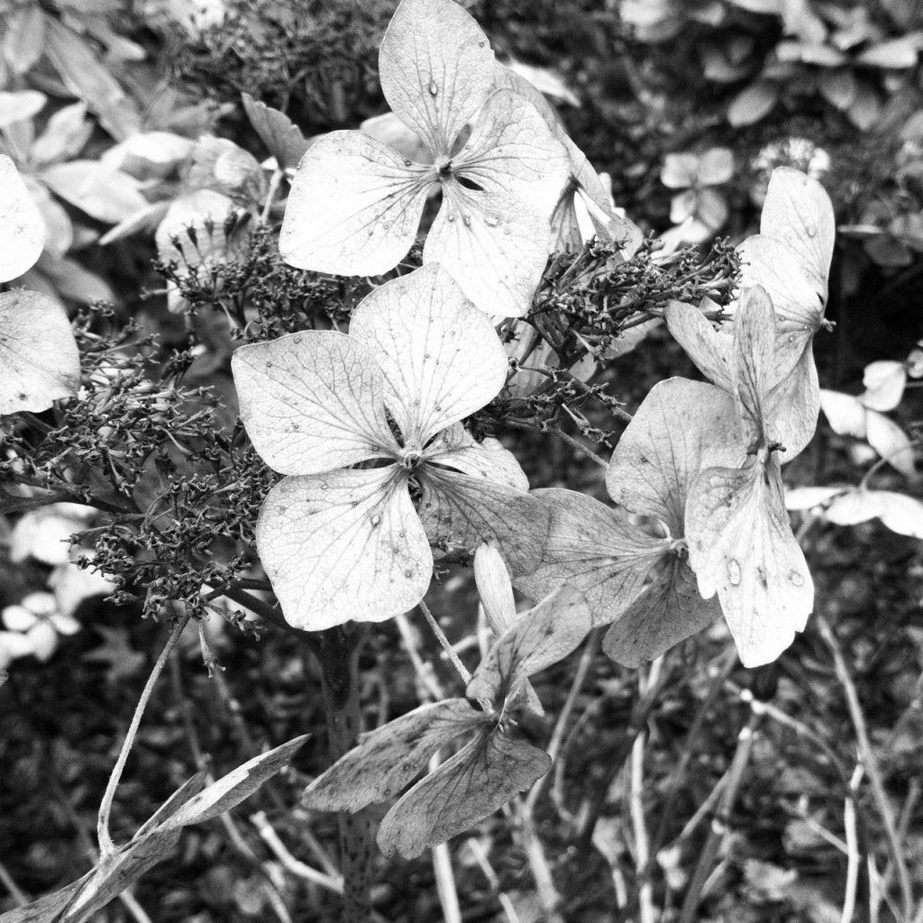 wintry leaves - woodthorpe park, Nottingham